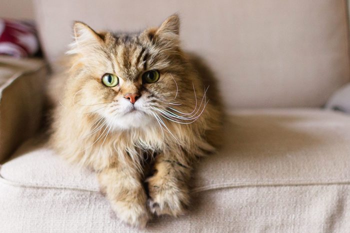 cat on couch-why do cats meow