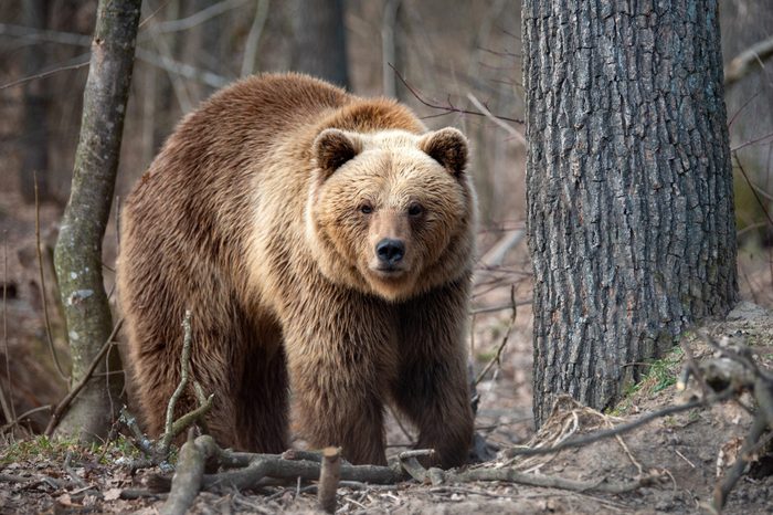 Close up big brown bear in spring forest