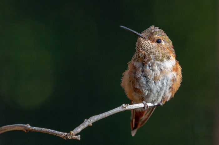 Hummingbird sitting on a branch