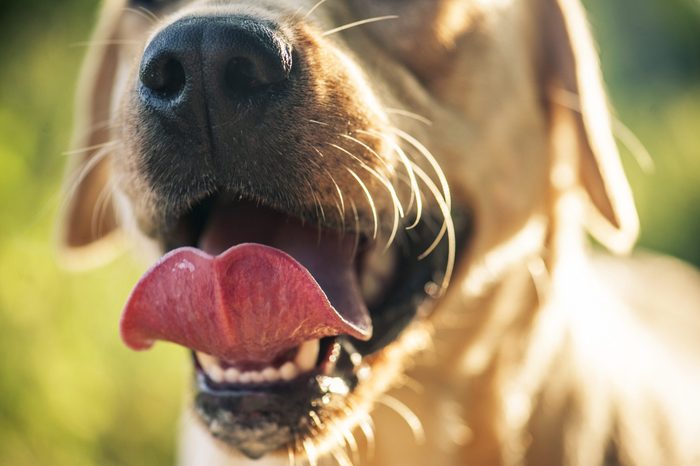 Labrador mouth close-up.