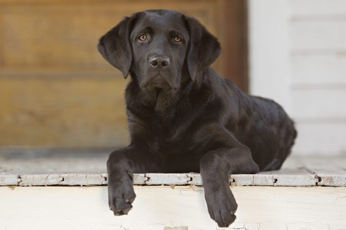 Beautiful black lab puppy lying on the porch of a house. Room for your text.