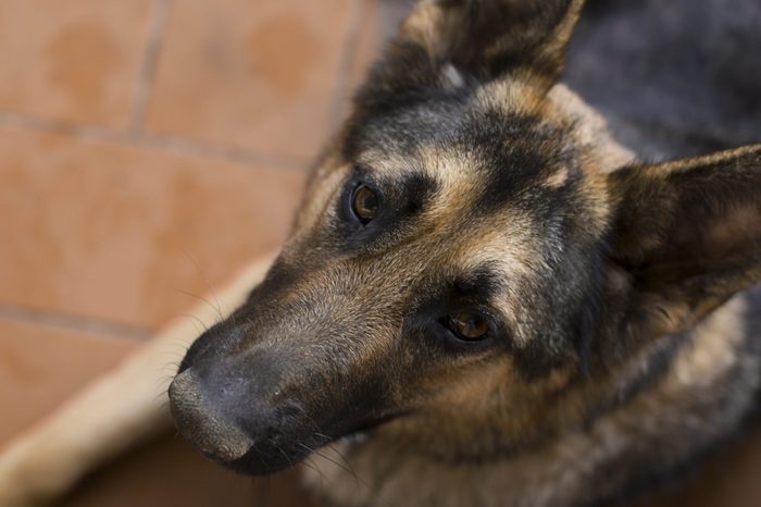 Beautiful loyal german shepherd dog looking up at the camera with trusting eyes, overhead closeup portrait