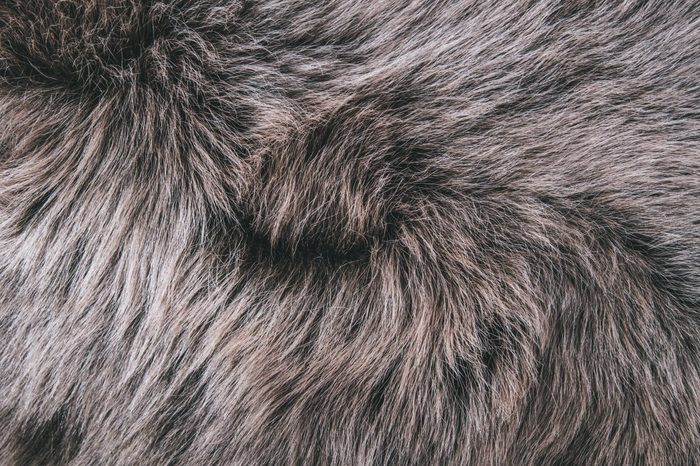White Grey, Dark Brown Wolf Fox Fur Natural, Animal Wildlife Concept and Style for Background, textures and wallpaper. Close up Full Frame.
