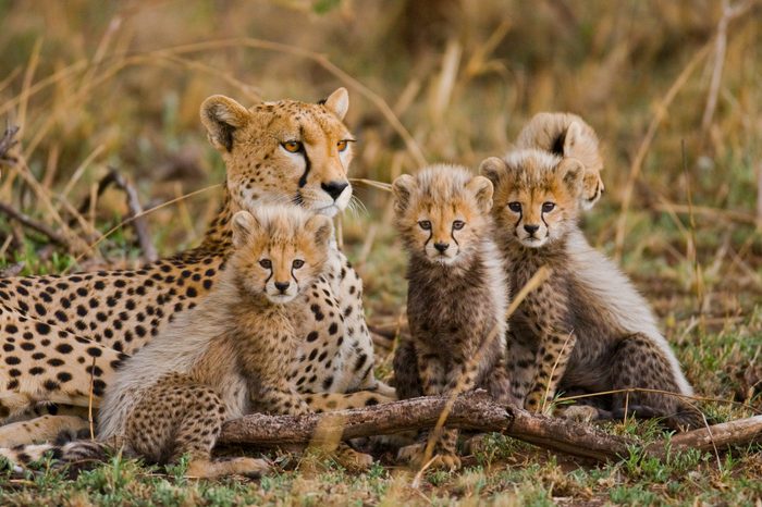 Mother cheetah and her cubs in the savannah. Kenya. Tanzania. Africa. National Park. Serengeti. Maasai Mara. An excellent illustration.