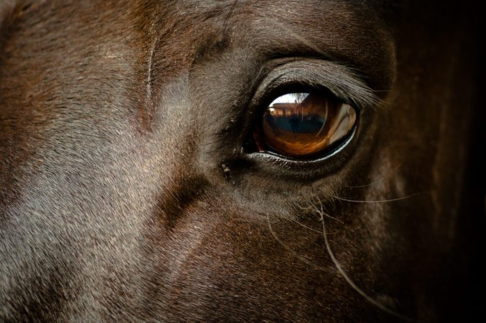 Eye of a black horse