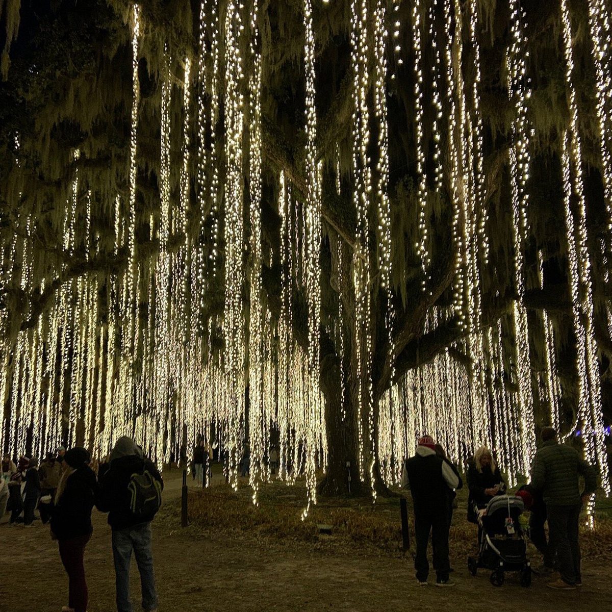 Brookgreen Gardens Christmas Lights