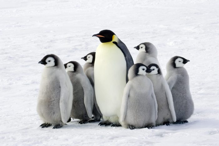 Emperor penguin with children, the Antarctic.