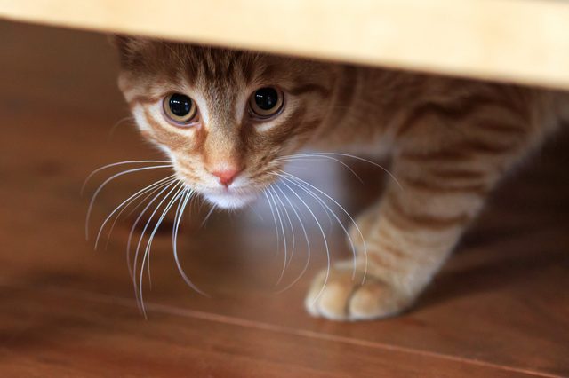 Cat peeks cautiously from under a table, eyes wide open, on a wooden floor.