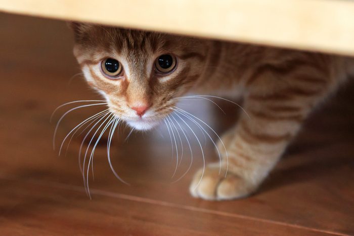 Orange tabby cat cautious looks out from under hiding place