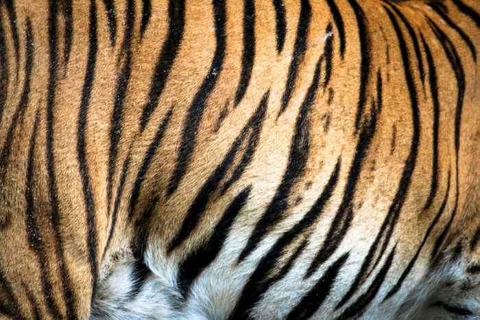 Close up of big feline wildcat Malayan tiger with beautiful stripe fur 