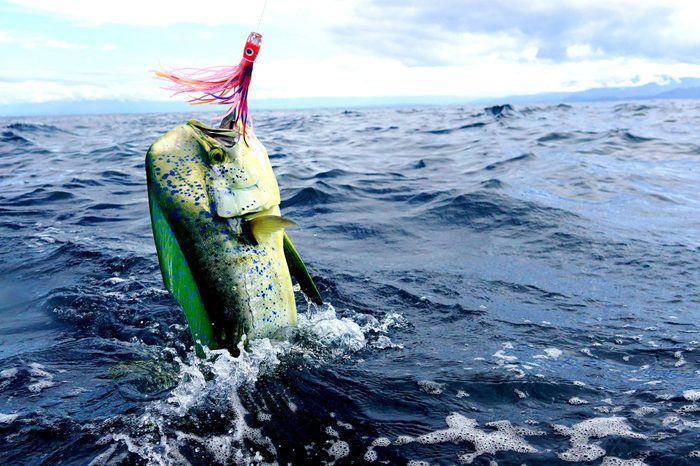 mahi mahi sport fishing Costa Rica with trolling lures 