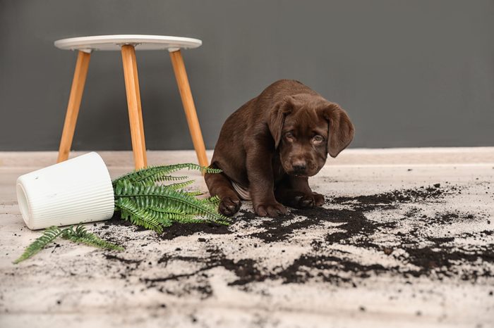 Chocolate Labrador Retriever puppy with overturned houseplant at home