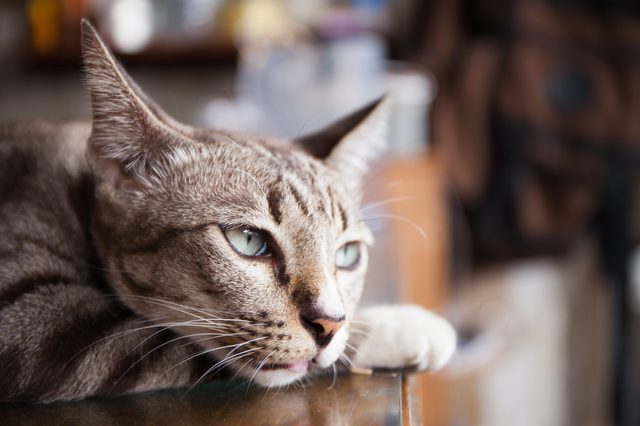 Cat rests head on table, eyes wide open, indoors with blurred background.
