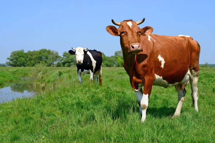 Cows on a summer pasture