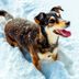 When Is It Too Cold for Dogs to Go Outside?