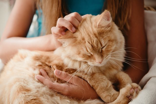 A fluffy orange cat sleeps while being gently petted, nestled comfortably in a person's lap.