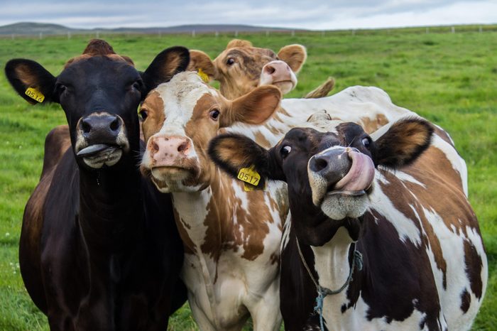 Four funny cows looking at the camera