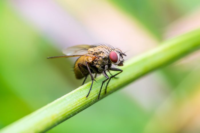 Drosophila Fruit Fly Insect on Green Grass