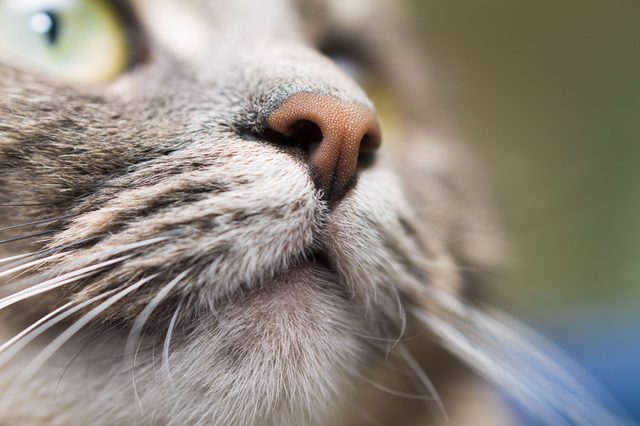 Cat's nose and whiskers seen up close, details highlighted against a blurred background.