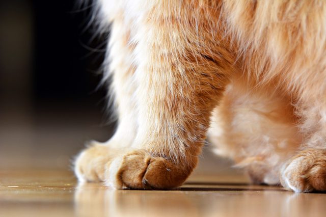 Furry cat paws resting on a smooth, reflective floor, with a dark, blurred background.