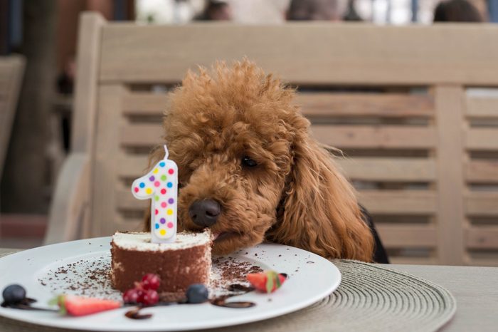 Dog's birthday
