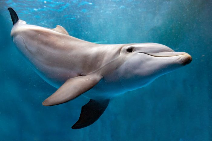 dolphin underwater on blue ocean background looking at you