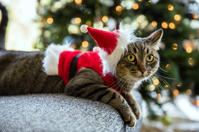 Cat wearing Santa outfit lounging on a couch, with a Christmas tree adorned with lights in the background.