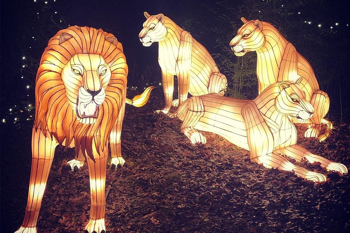 The Bronx Zoo Christmas Lights