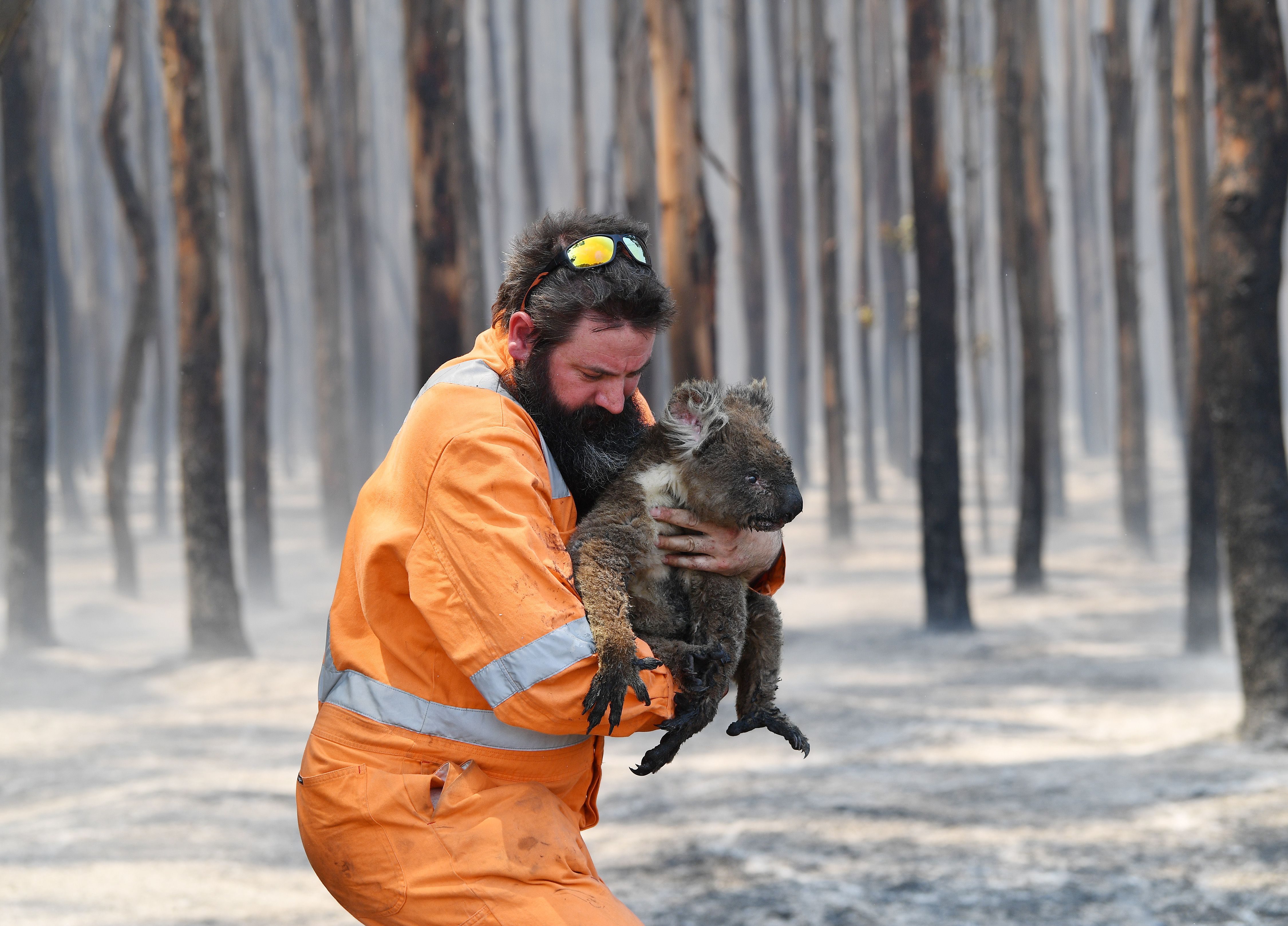 A person in orange gear carries a koala through a burned forest, surrounded by charred trees and ash.
