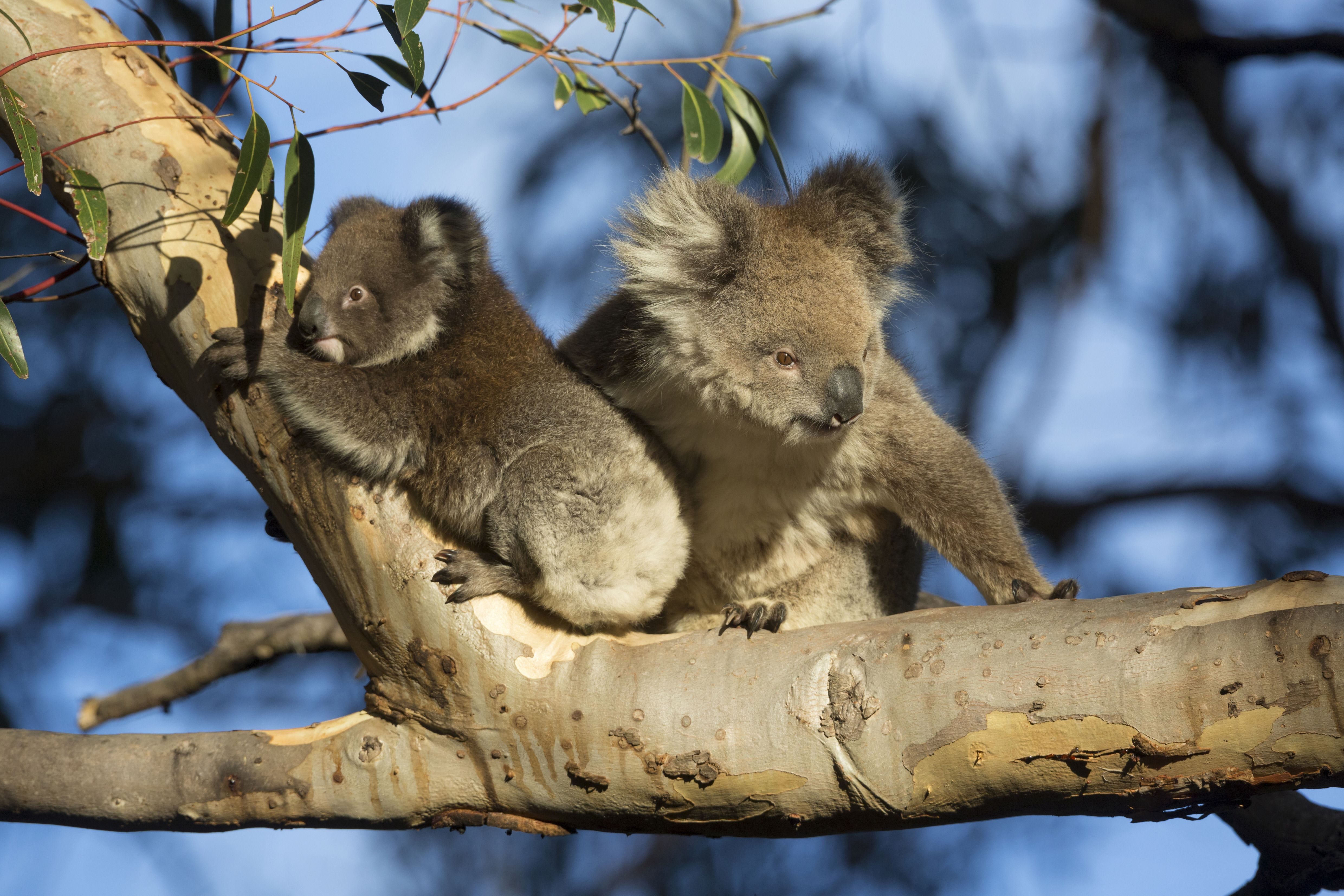 Two koalas perch together on a tree branch surrounded by leaves and sunlight, set against a blurred, natural background.
