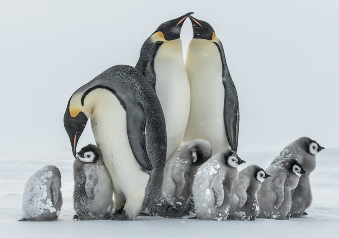 Mandatory Credit: Photo by Gunter Riehle/Solent News/Shutterstock (5579535c) Penguin chicks and adults huddle together Emperor penguins brave a storm in the Antarctica - Jan 2016 *Full story: http://www.rexfeatures.com/nanolink/rwil Baby penguins as young as three months old look like they are frozen as they huddle up in a group to survive -24 degrees Celsius. The small colony of emperor penguins are covered in ice as they attempt to seek shelter from the storm by standing behind the adults. They shut their eyes in a bid to prevent the harsh weather conditions affecting their sight as they try and keep warm. Food engineer Gunther Riehle, 53, from Kirchheim unter Teck, Baden Wuerttemberg, Germany, braved the cold in Antarctica to capture the moment. He said: "The penguins are huddling together to give them shelter and warmth, the adults do this too in Antarctic winter. "Scientists measured the interior temperature of an adult huddle and found 37 degrees Celsius.