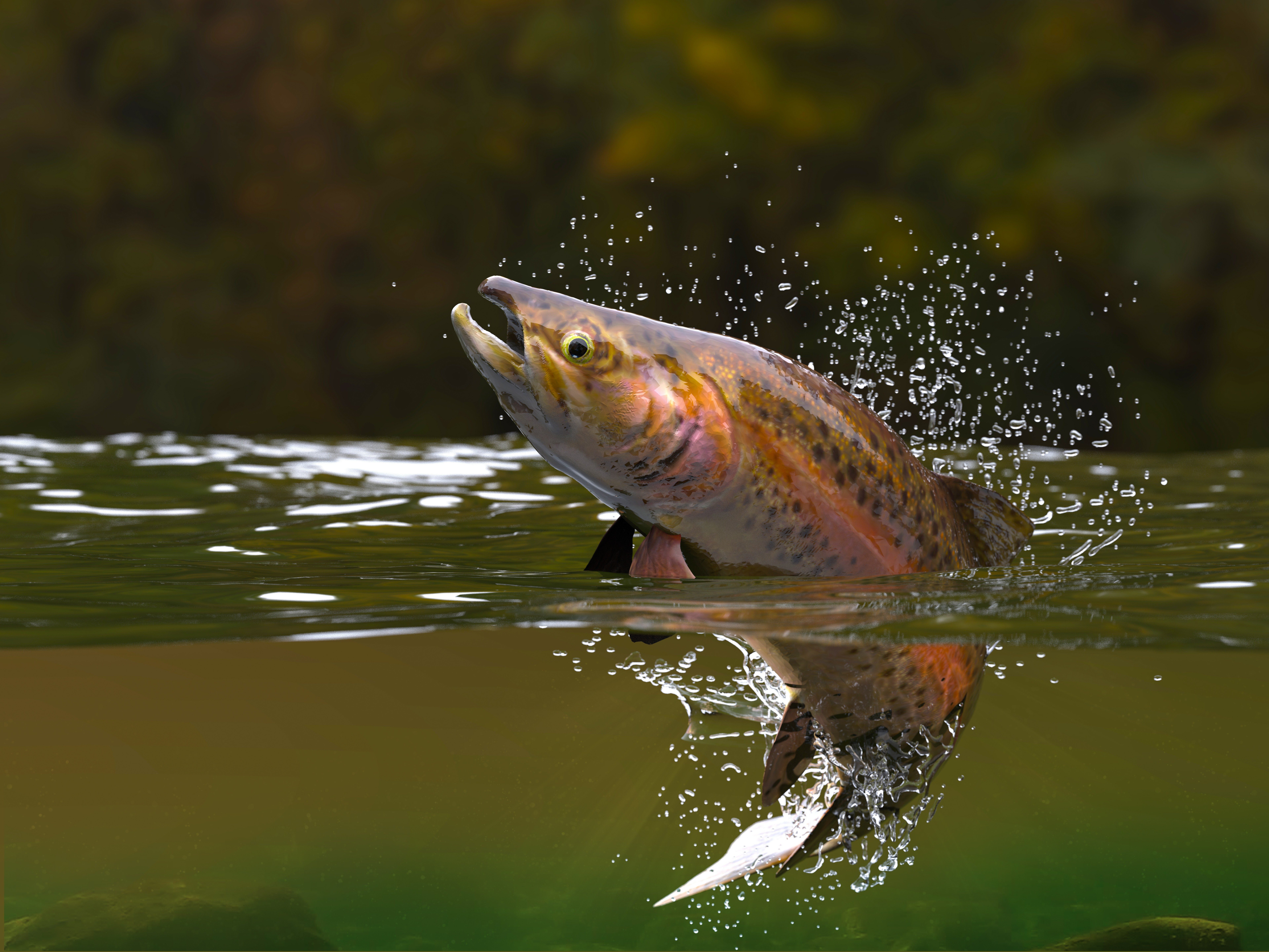 Fish leaps, splashing through greenish water, with a blurred natural background.