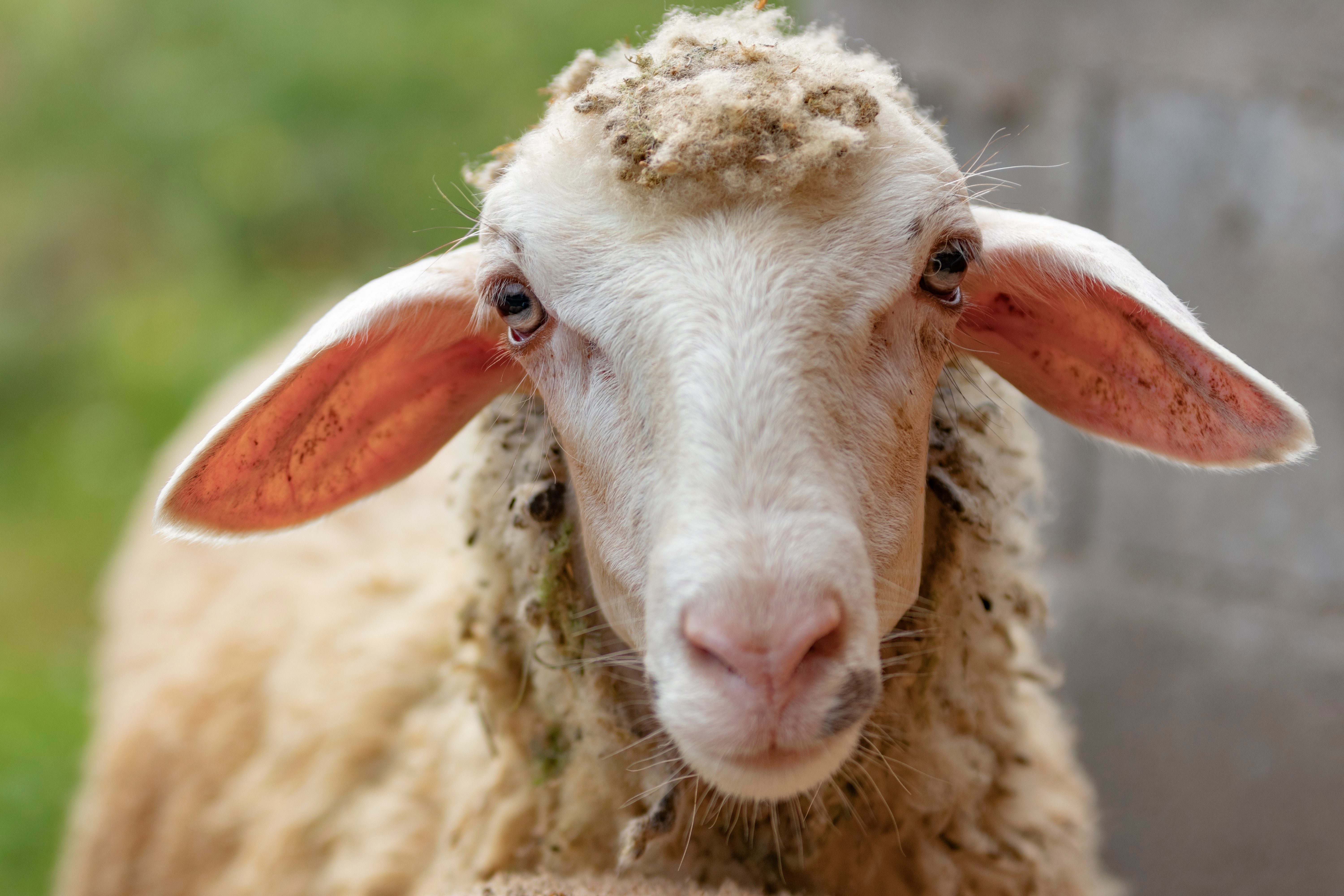 Sheep stares forward, displaying partially shorn wool, in a blurred outdoor setting.