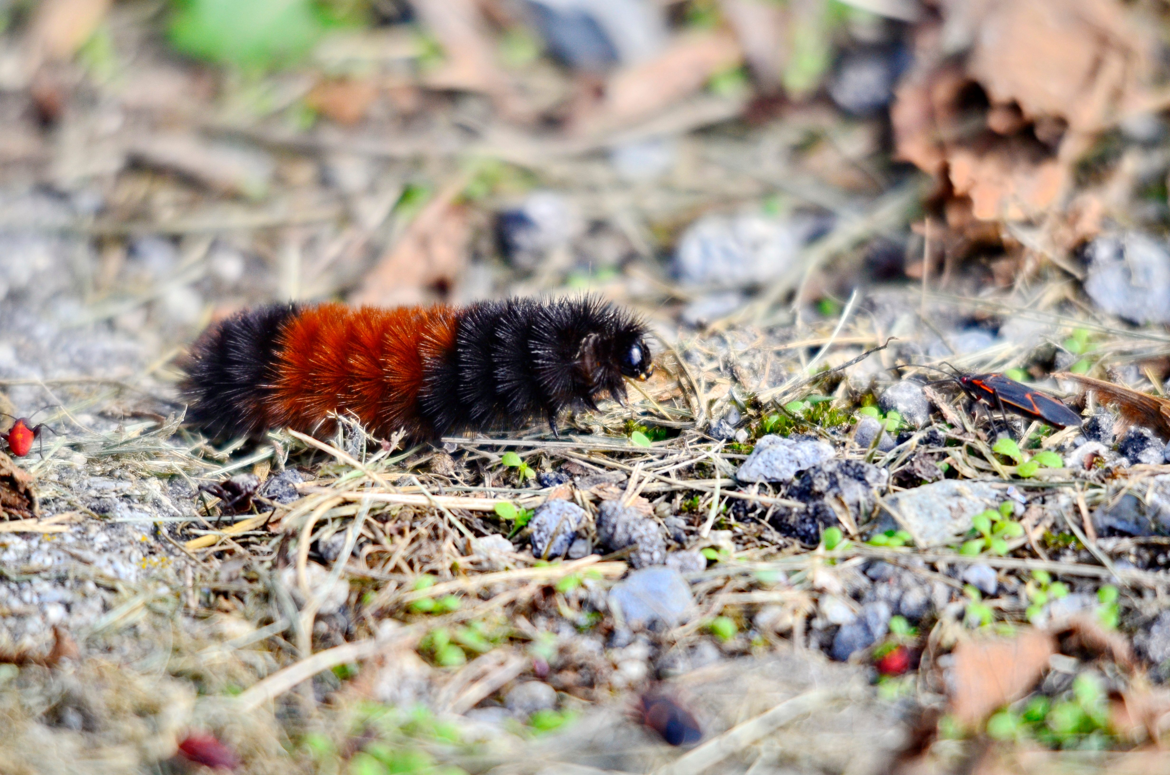 A fuzzy caterpillar crawls across dry grass and rocky ground, surrounded by scattered green sprouts and small insects.
