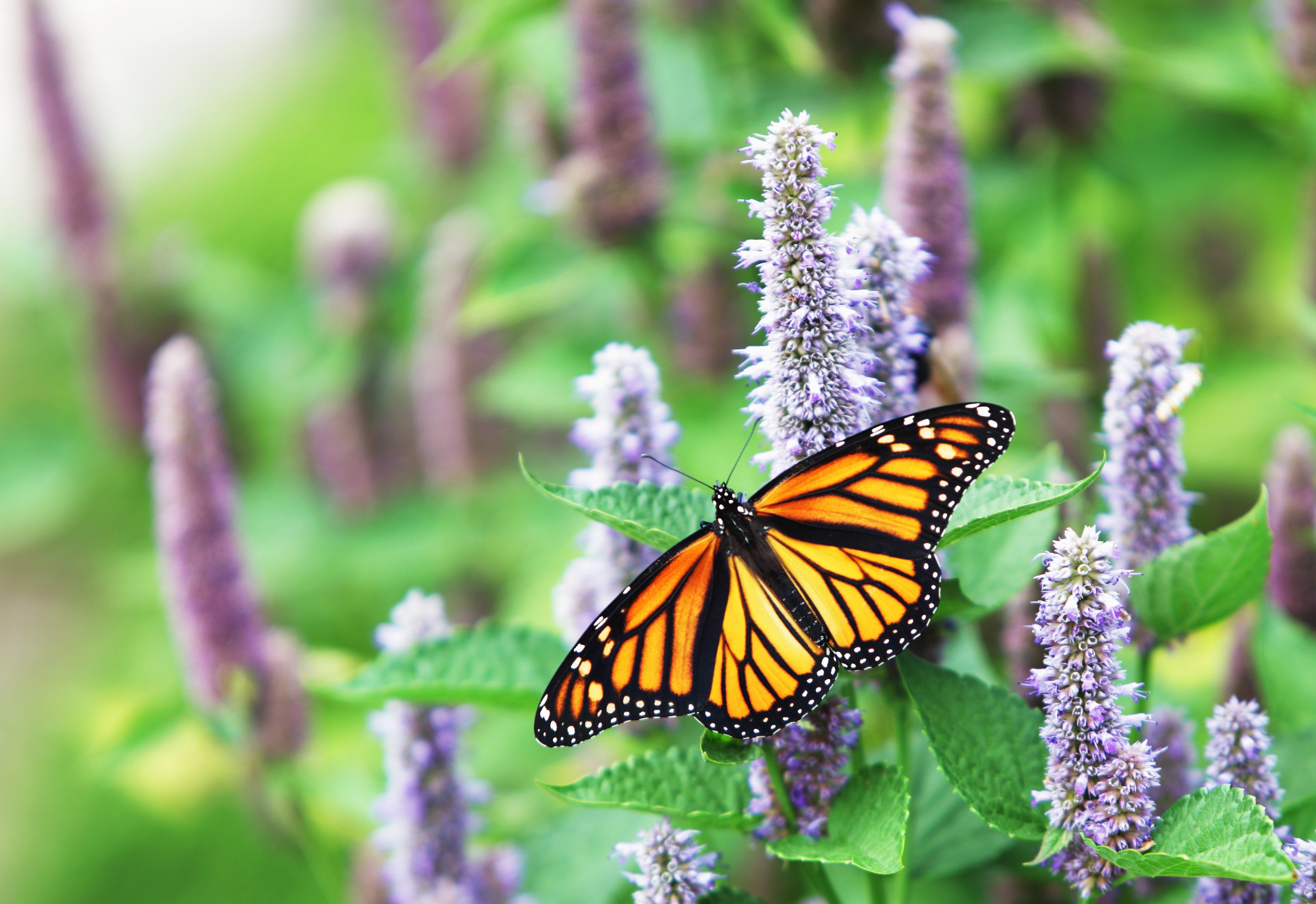 Butterfly resting on purple flowers amidst vibrant green foliage, showcasing its vivid orange and black wings.