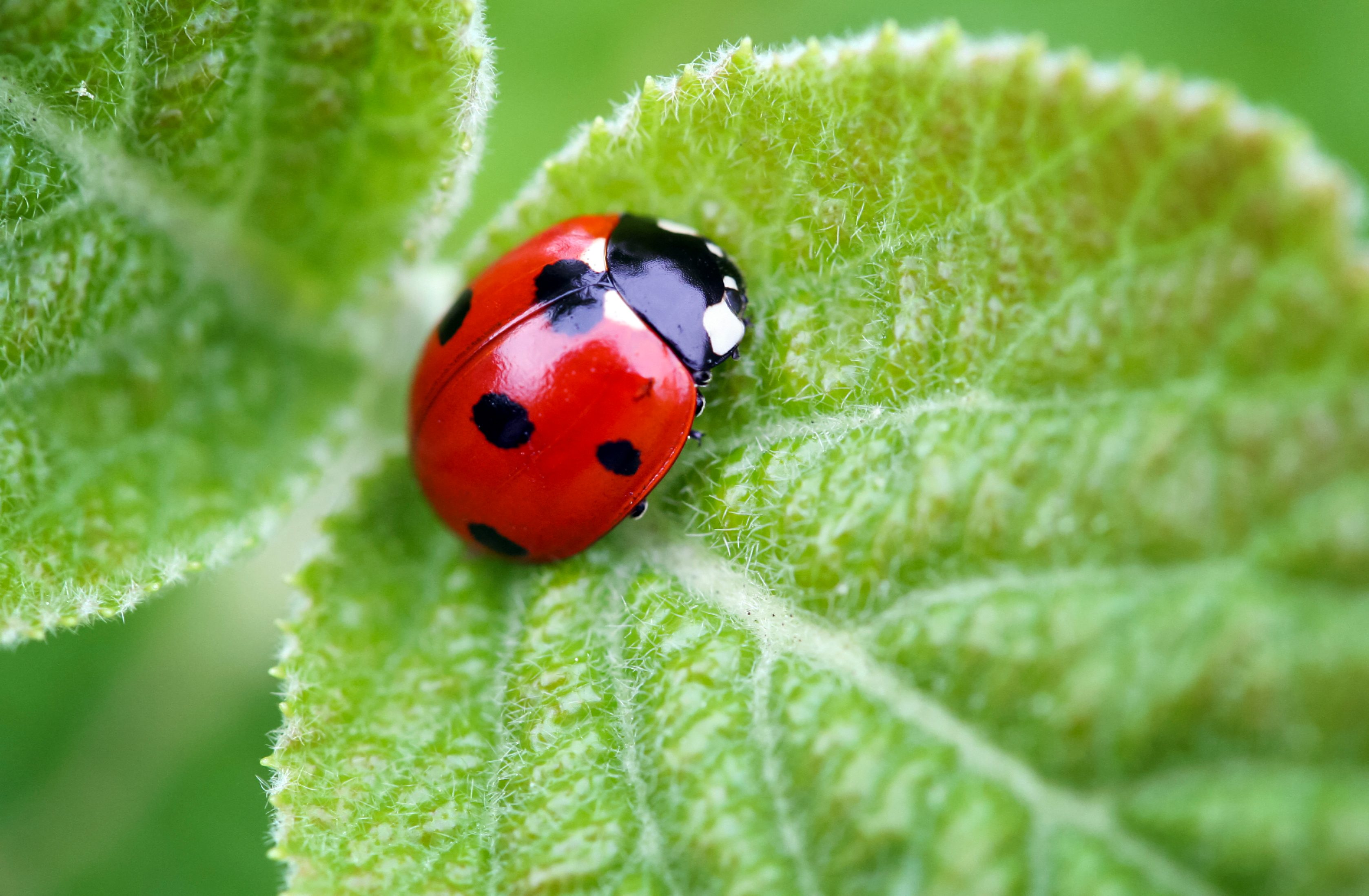 Ladybug resting on a green, textured leaf, surrounded by blurred greenery.
