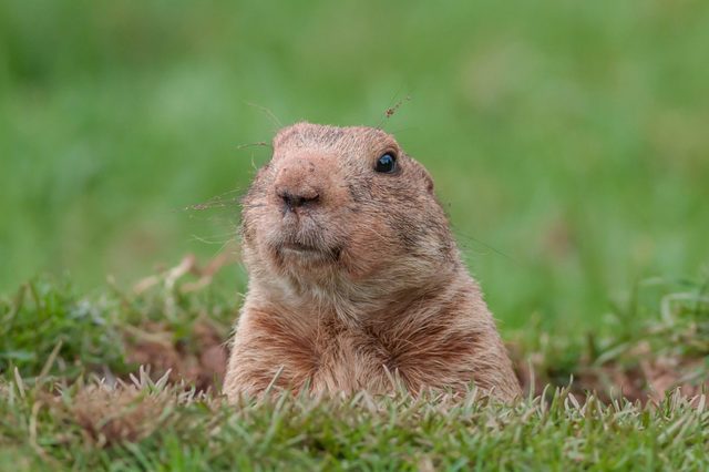A groundhog emerges from a burrow, surrounded by green grass in a natural setting.