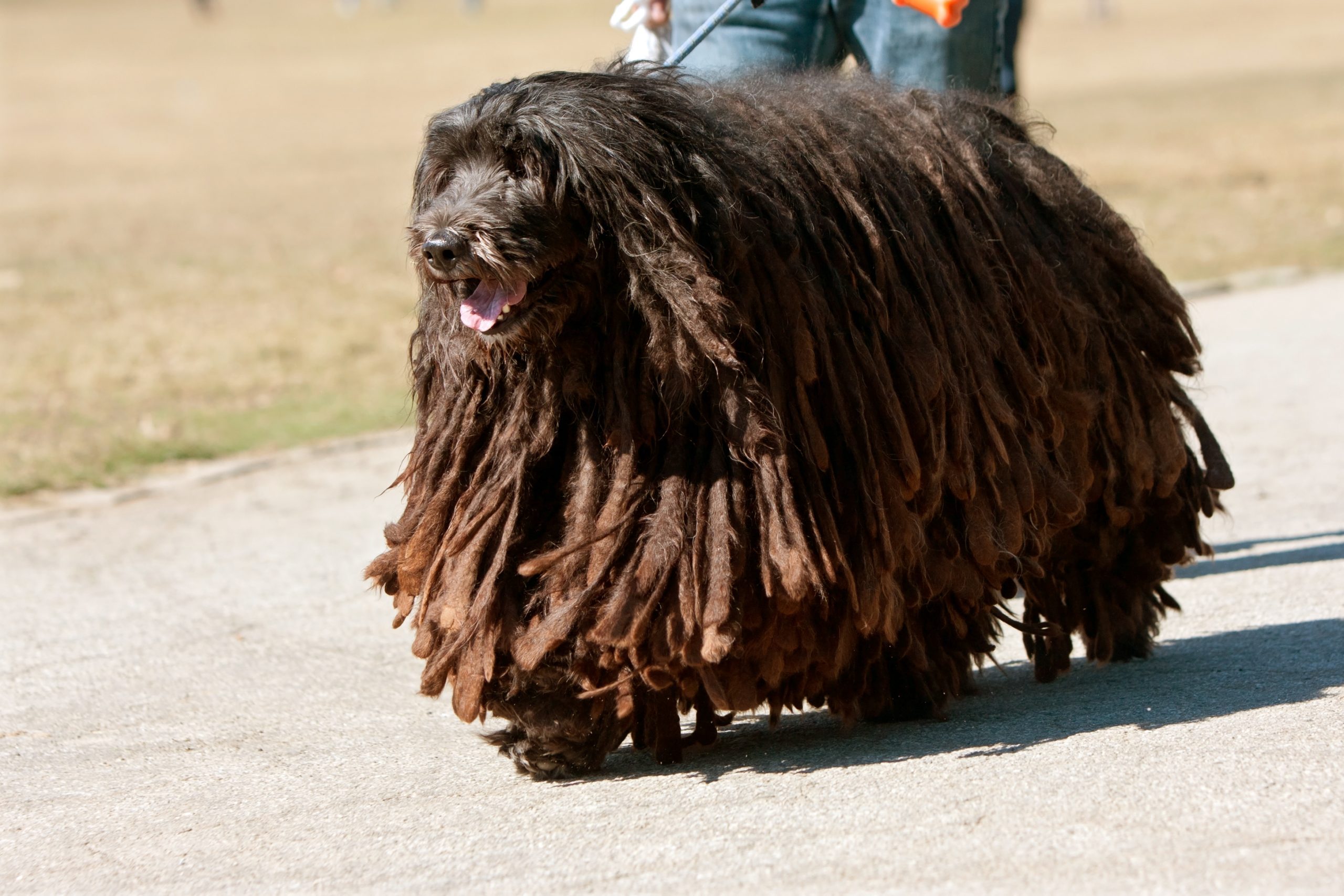 Bergamasco sheepdog
