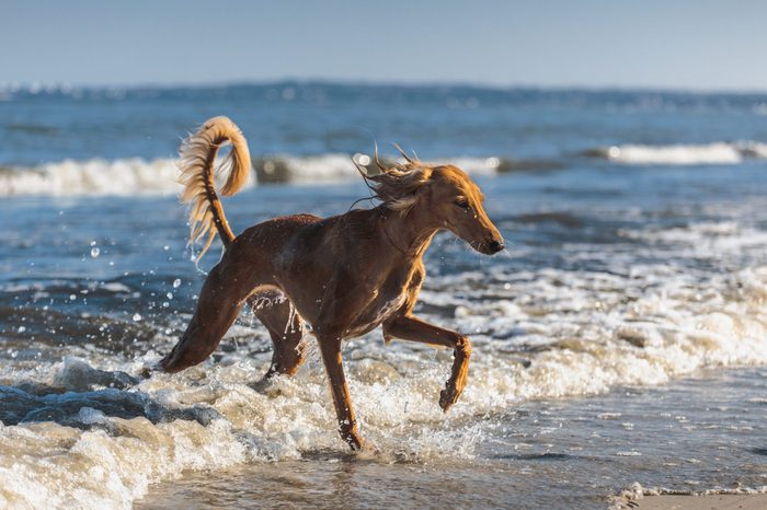 Saluki dog