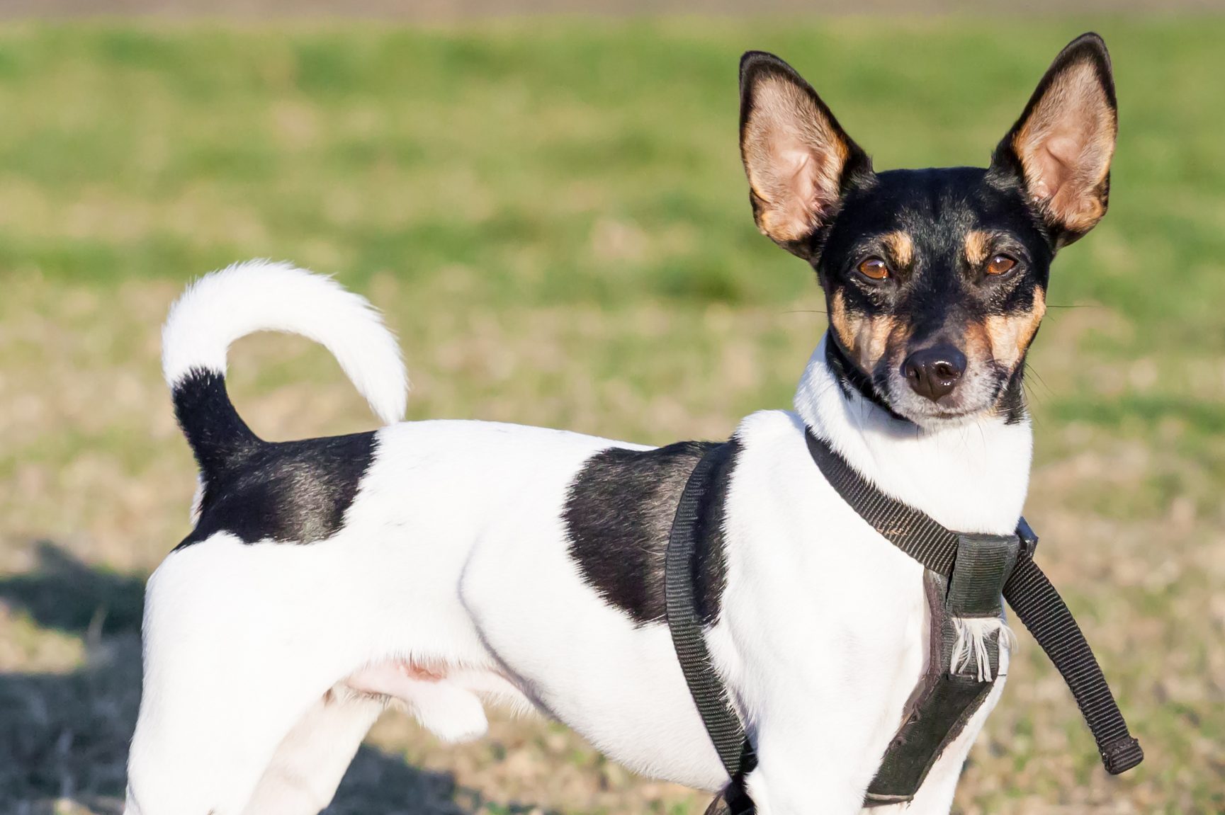 Teddy Roosevelt Terrier