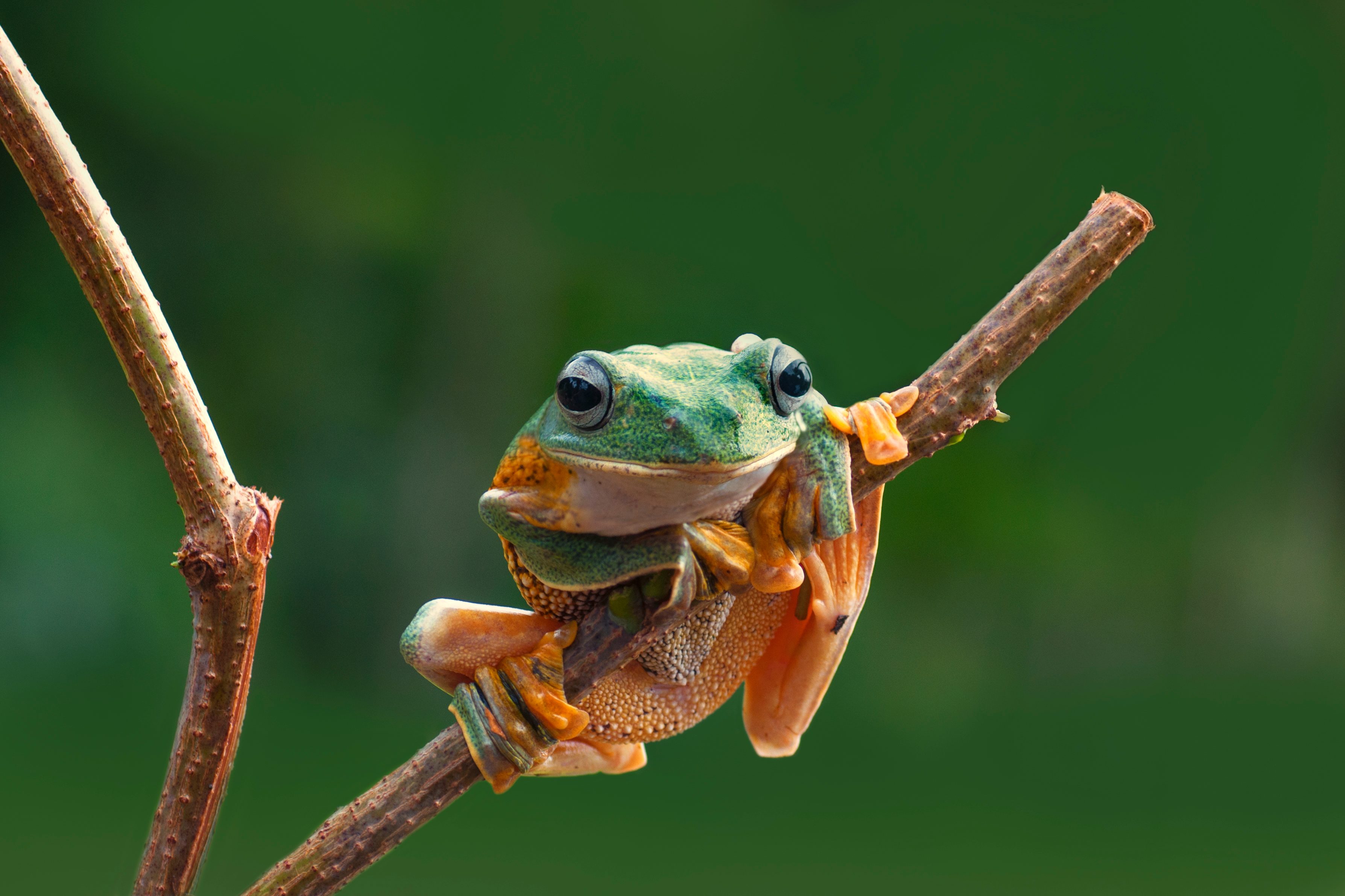 A green frog clings to a slender brown branch against a blurred green background.