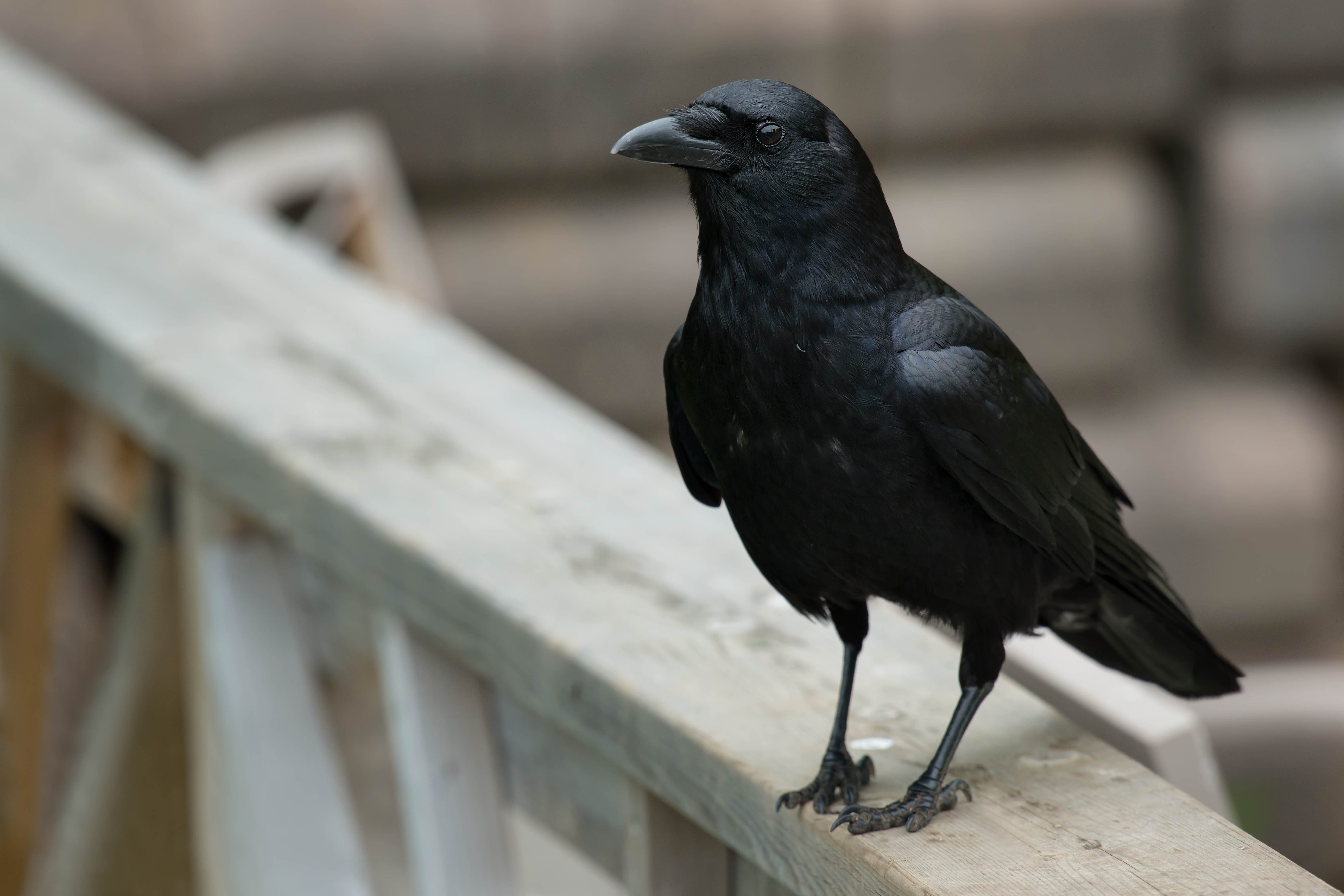 A crow stands perched on a wooden railing, with a blurred, muted background in an outdoor setting.