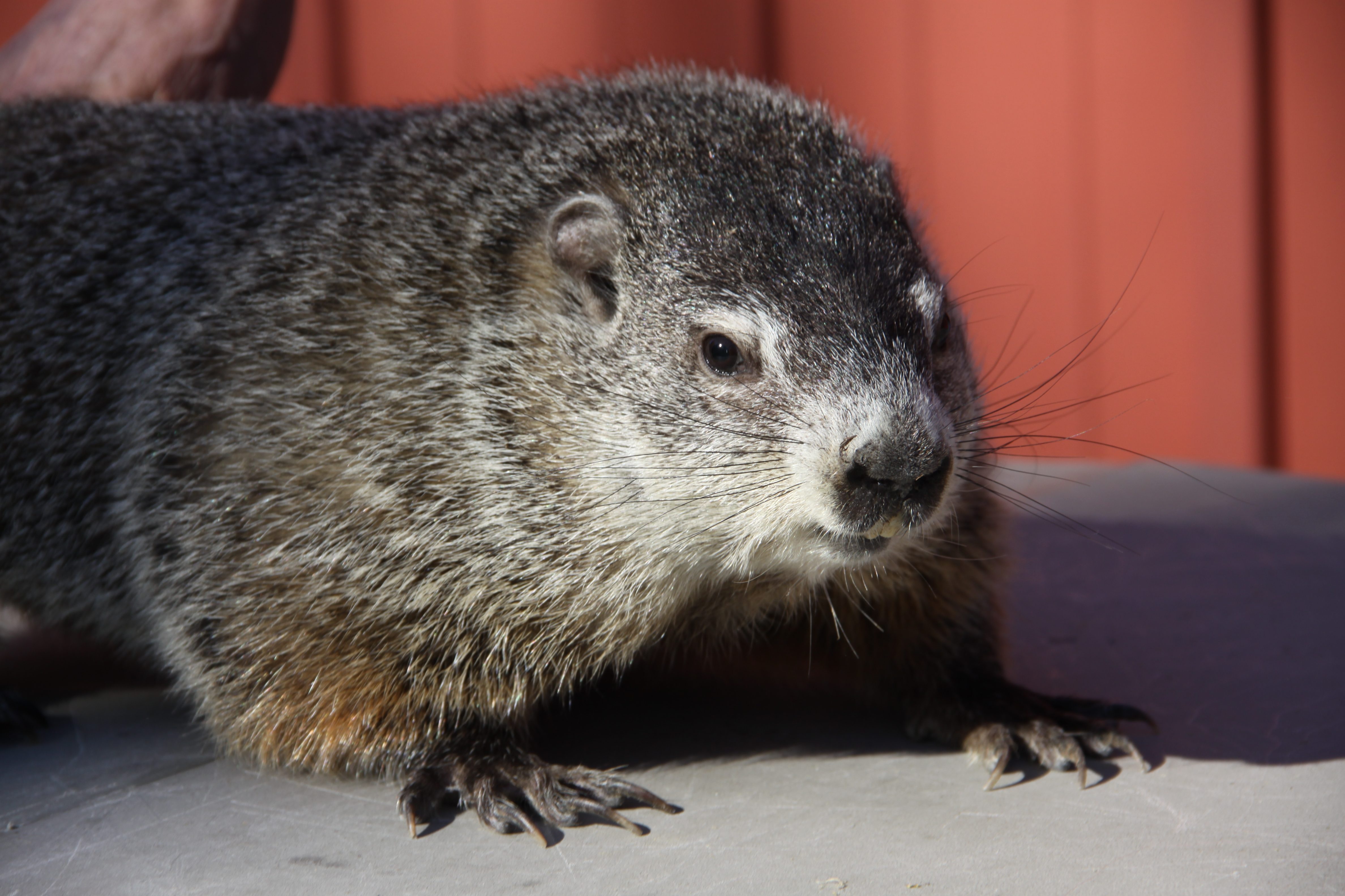 buckeye chuck groundhog