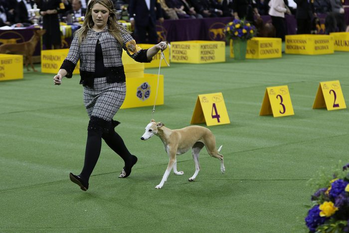 bourbon whiskey whippet