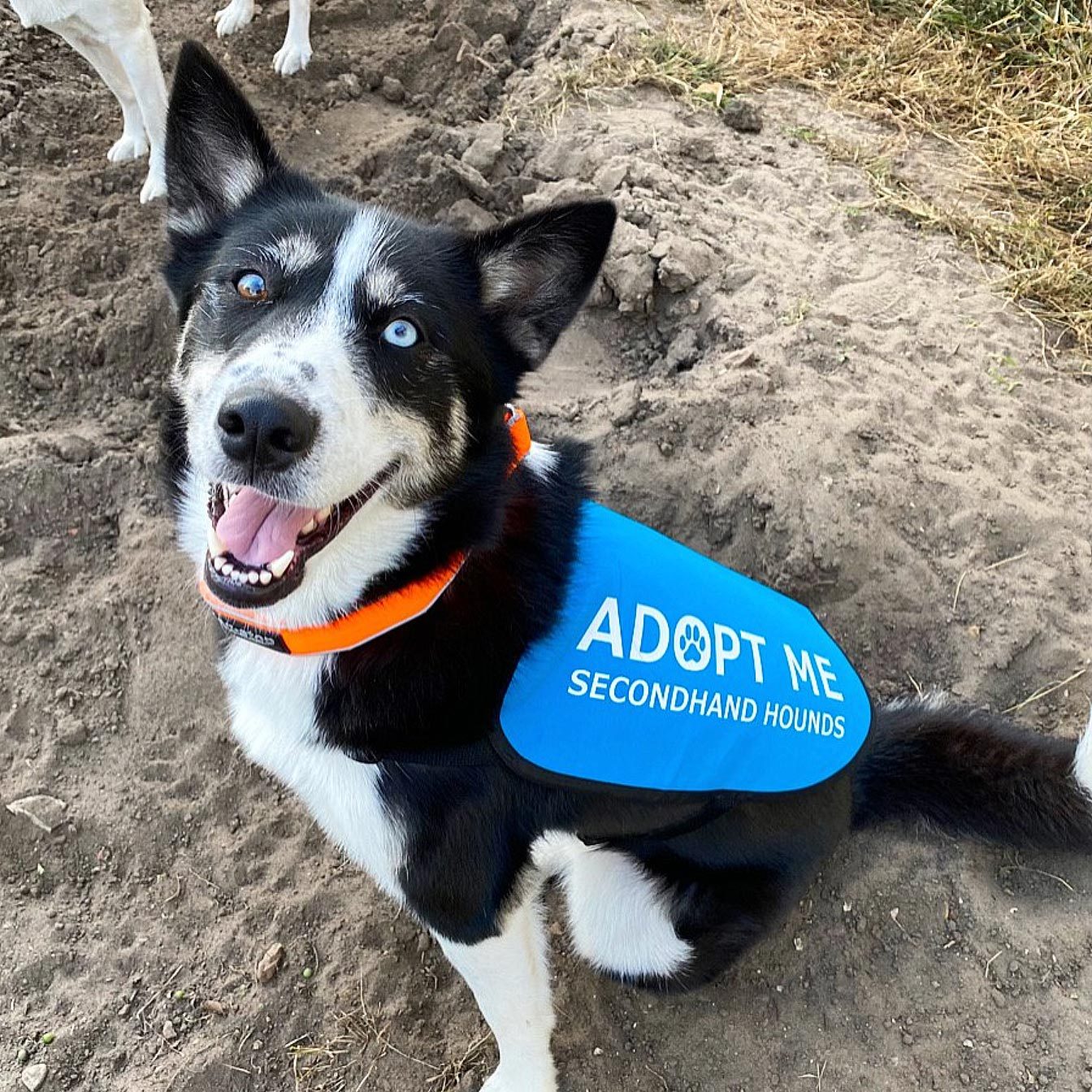 Rd Adopt A Shelter Dog Daisy Via Secondhandhounds.org