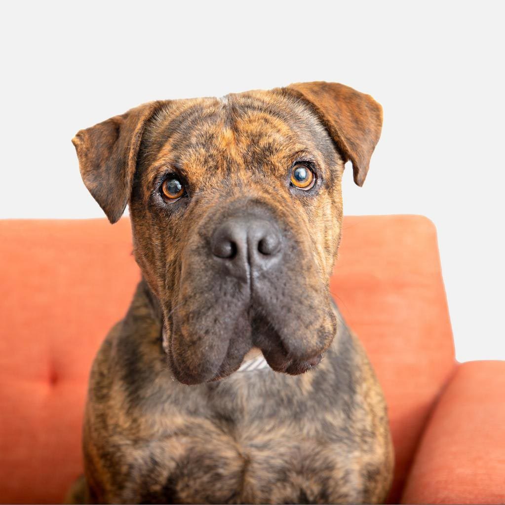 Rd Adopt Shelter Dog Bug Via La.bestfriends.org