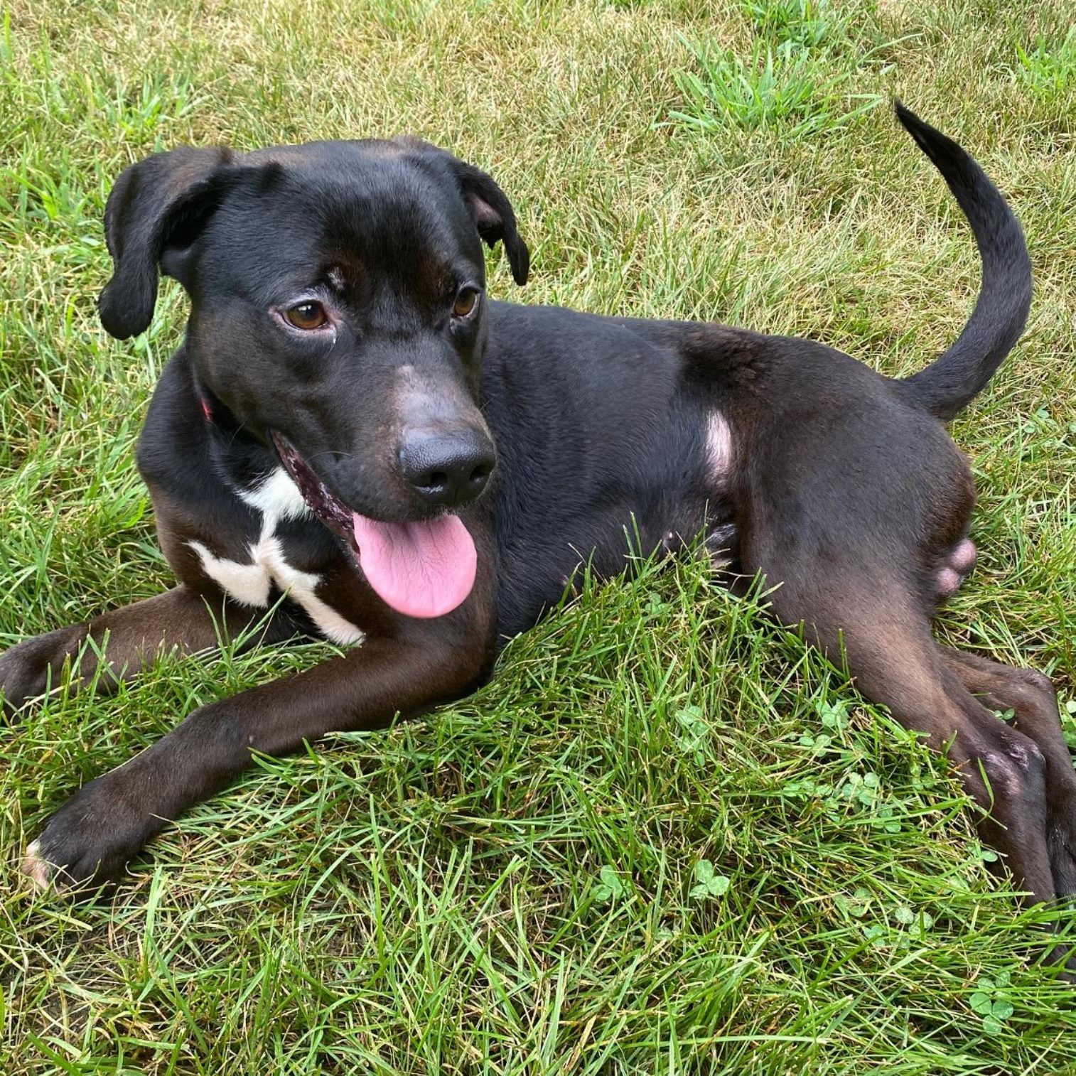 black and white mix breed shelter dog in he grass