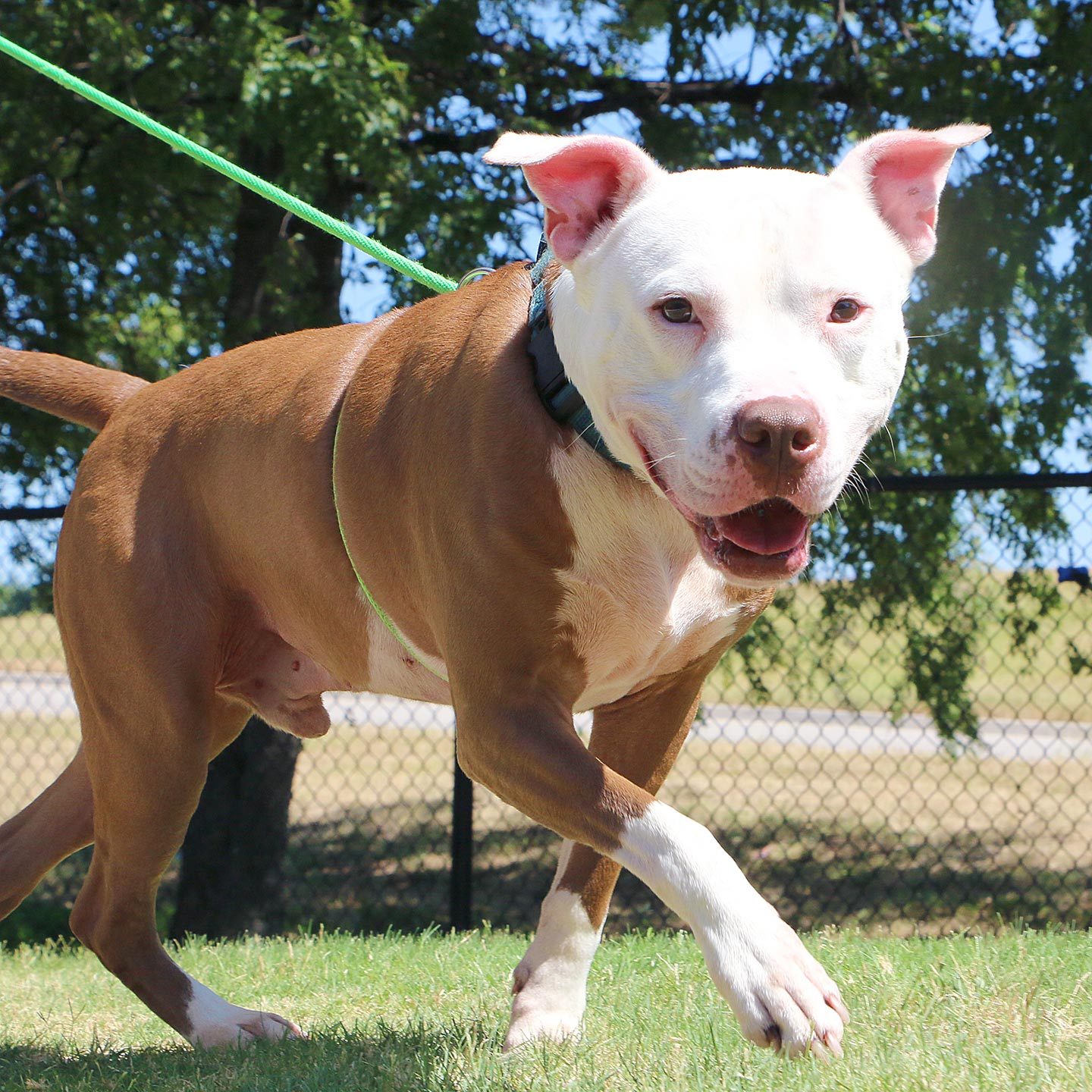 Rd Adopt Shelter Dogs Art Courtesy Lisa Marie Conklin