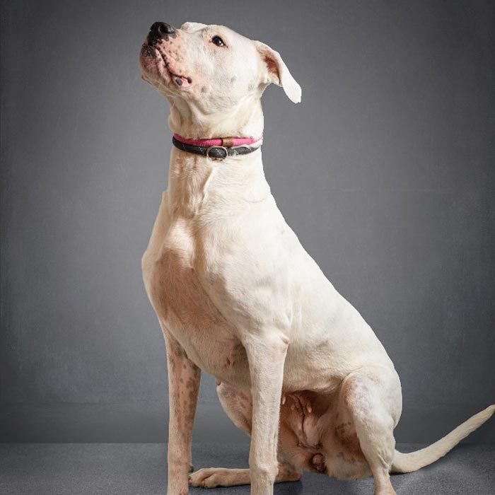 Rd Adopt Shelter Dogs Artica Courtesy Lisa Marie Conklin