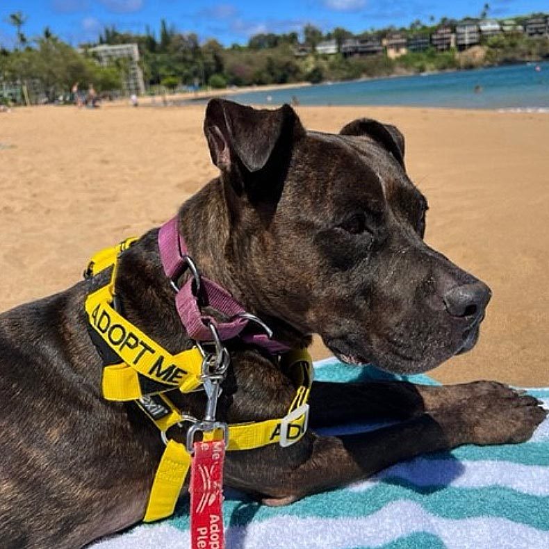 Rd Adopt Shelter Dogs Brindi Irwin Courtesy Lisa Marie Conklin